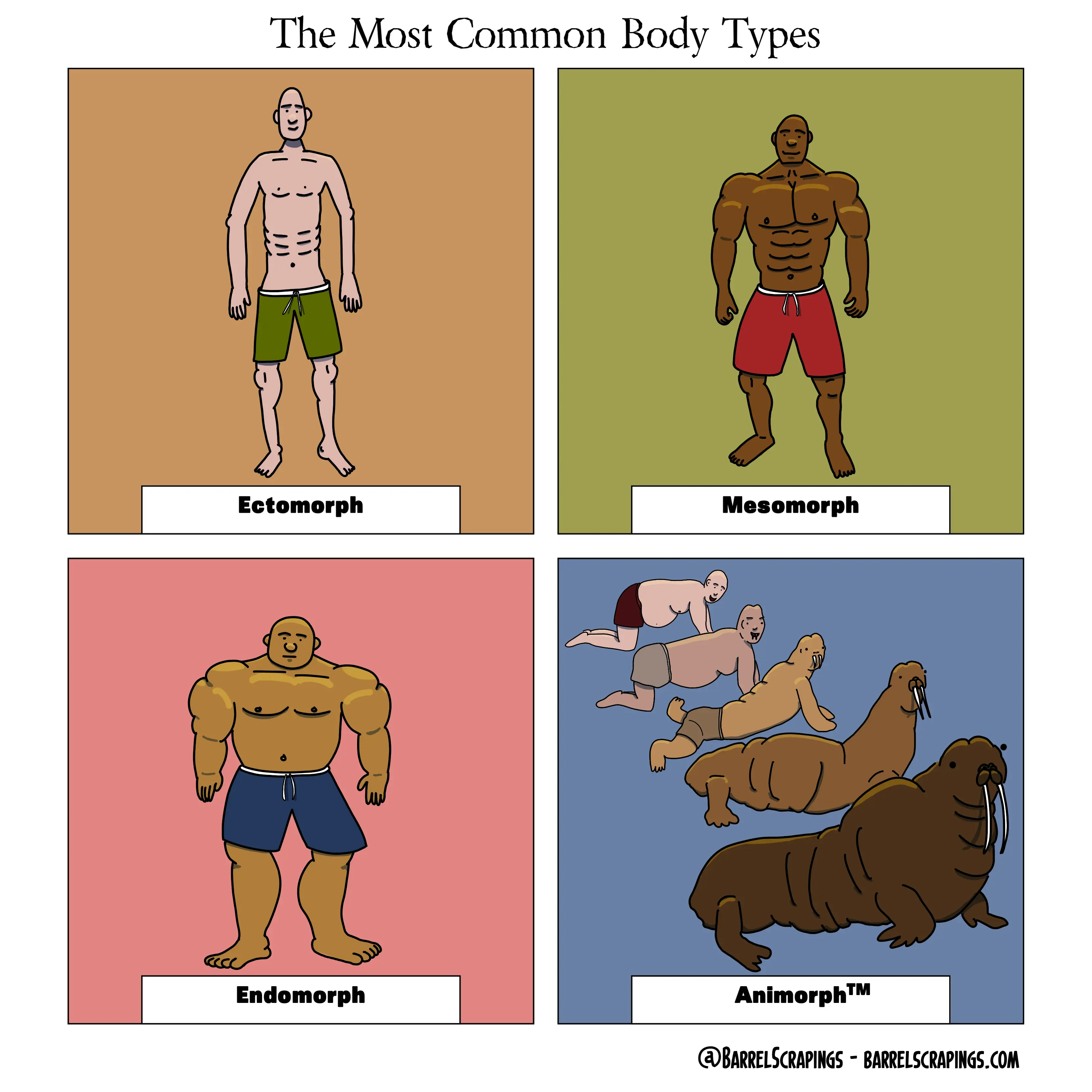 Four panels. Panel 1: Skinny guy. Caption: “Ectomorph”. Panel 2: Muscular guy, bugger than the first. Caption: “Mesomorph”. Panel 3: Huge guy, much bigger than the other two but a bit puffier, not as ripped. Caption: “Endomorph”. Panel 4: A series of five images of a normal fat human transforming into a walrus. Caption: “Animorph”